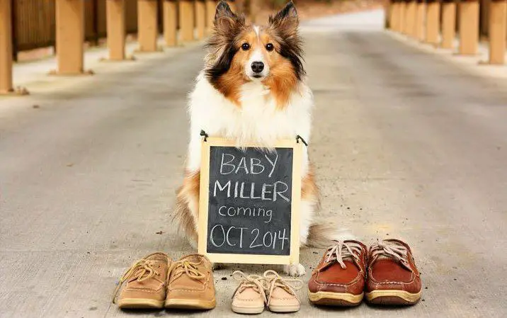 pregnancy announcement with dogs