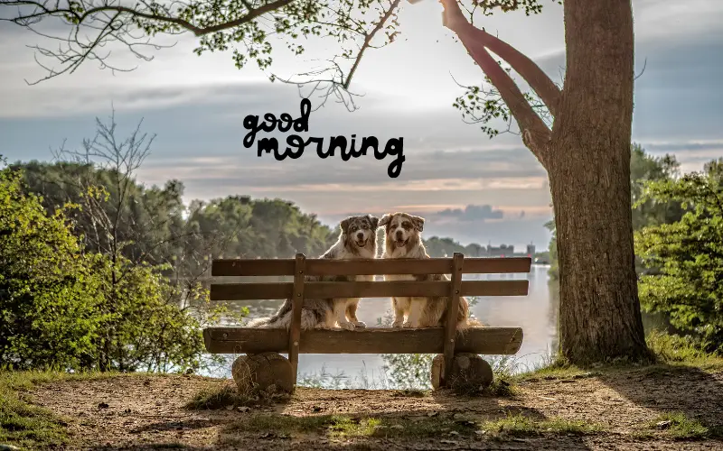 lovely images of good morning
