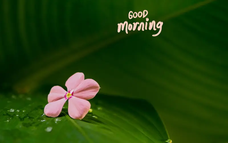 image of good morning