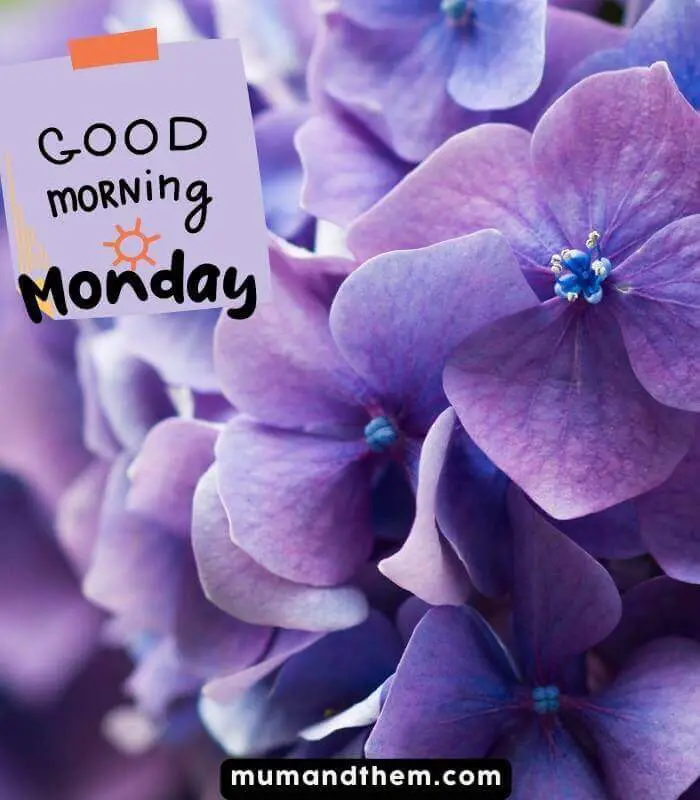 happy Monday flowers images