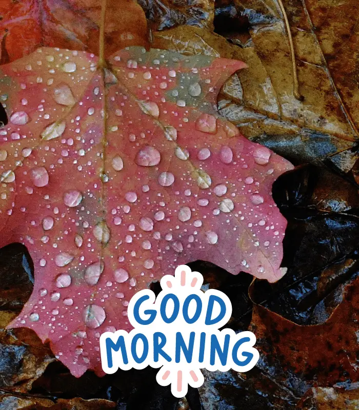 good morning rain images 