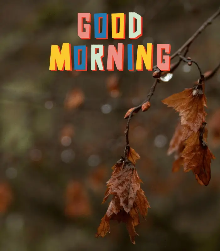 good morning rain images 